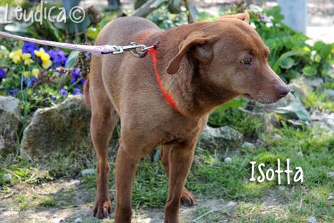 Isotta